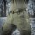M-Tac Tactical Hose Aggressor Gen.II Flex