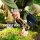 Gerber Bushcraft Axe Outdoor Axt Coyote Brown