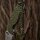 M-Tac Paracordschlaufe Triquetra Olive  Olive